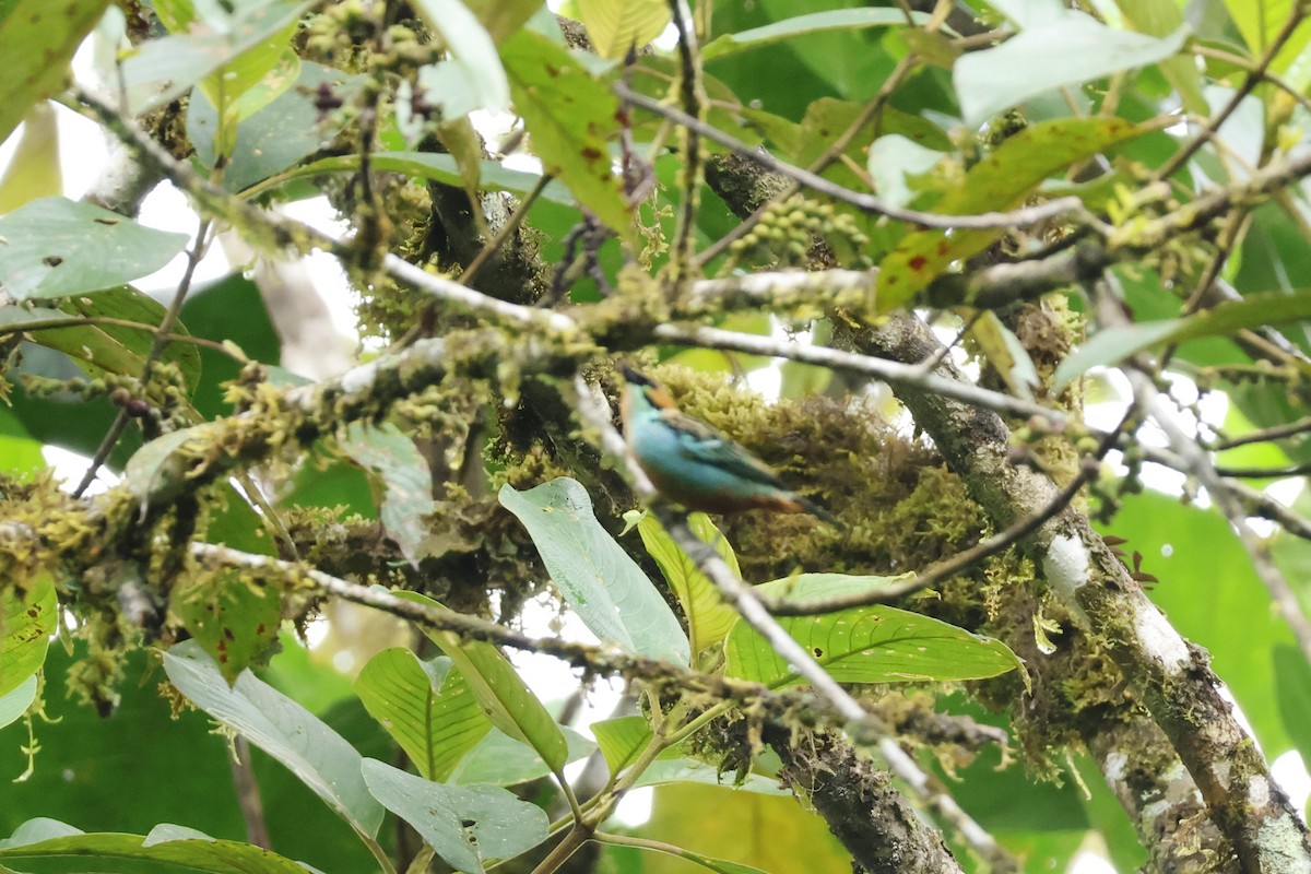 Golden-eared Tanager - ML643414855