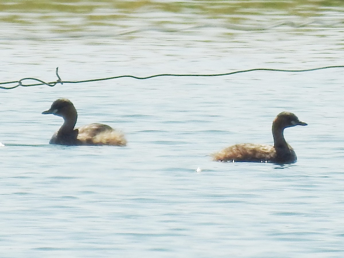 Little Grebe (Little) - ML643414856