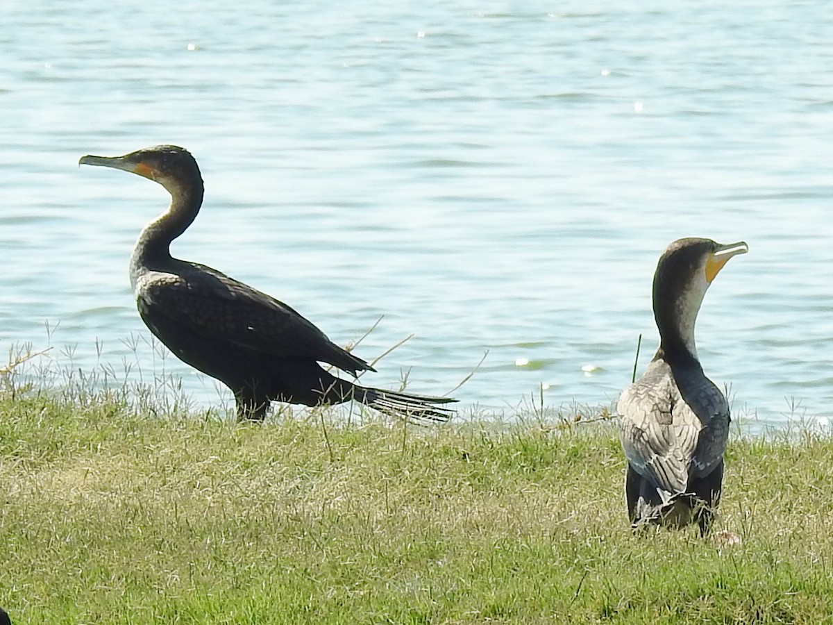 Great Cormorant (White-breasted) - ML643414873