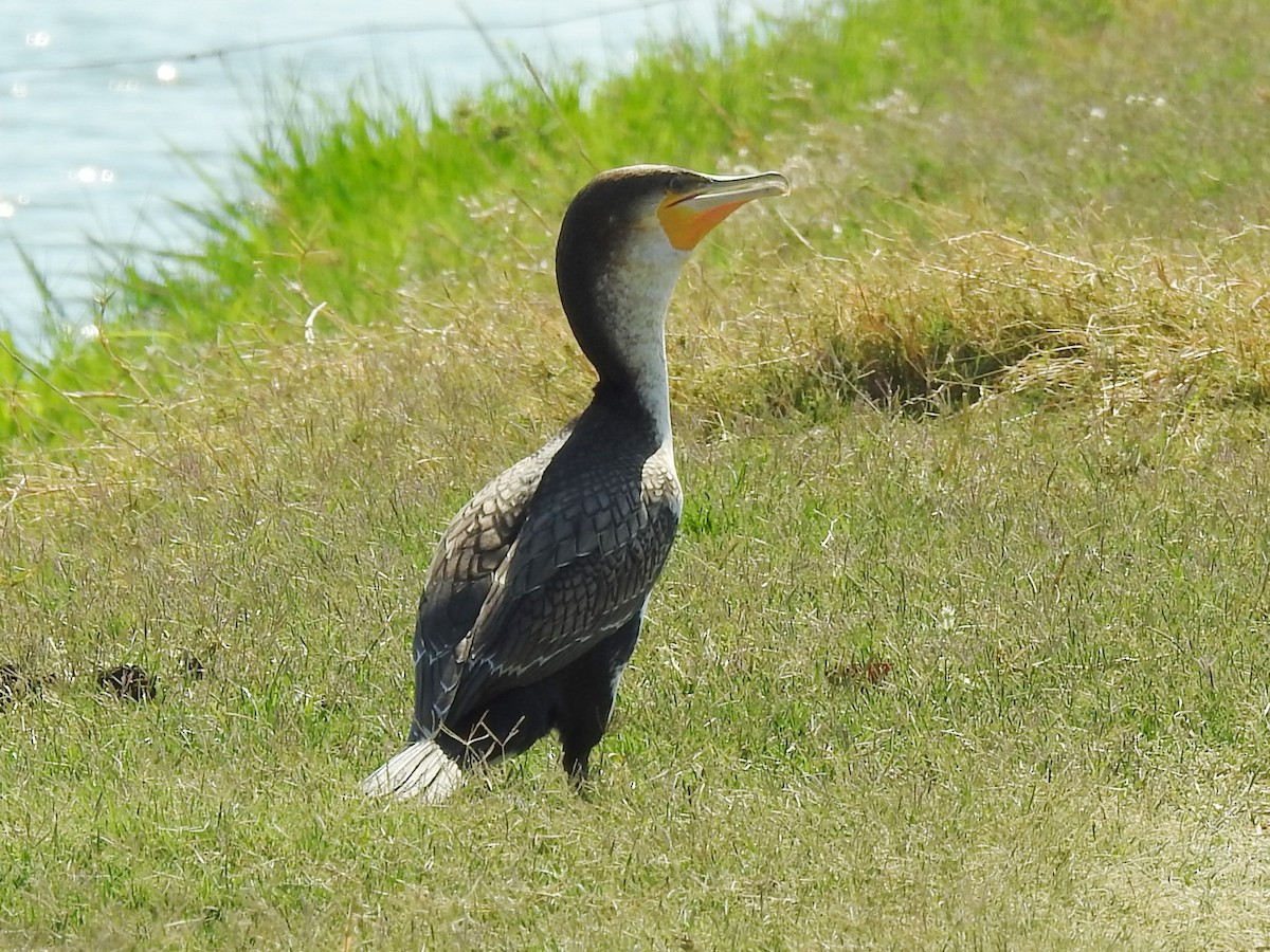 Great Cormorant (White-breasted) - ML643414875
