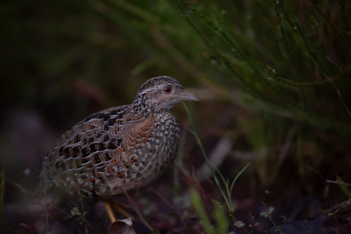 Painted Buttonquail - ML643414877