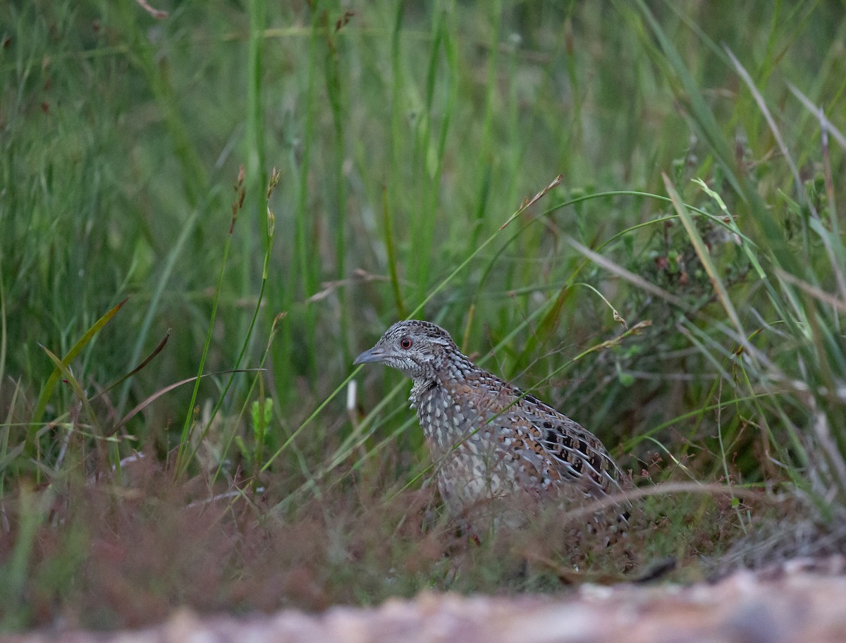 Painted Buttonquail - ML643414878