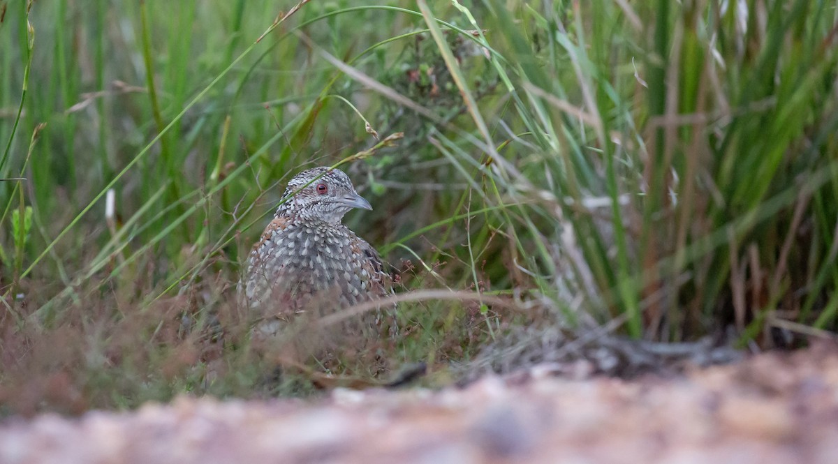 Painted Buttonquail - ML643414879