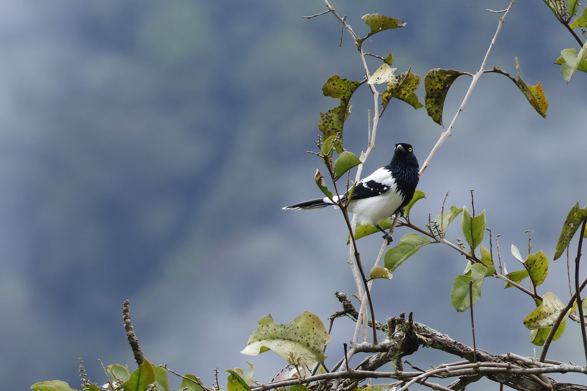 Magpie Tanager - ML643414880