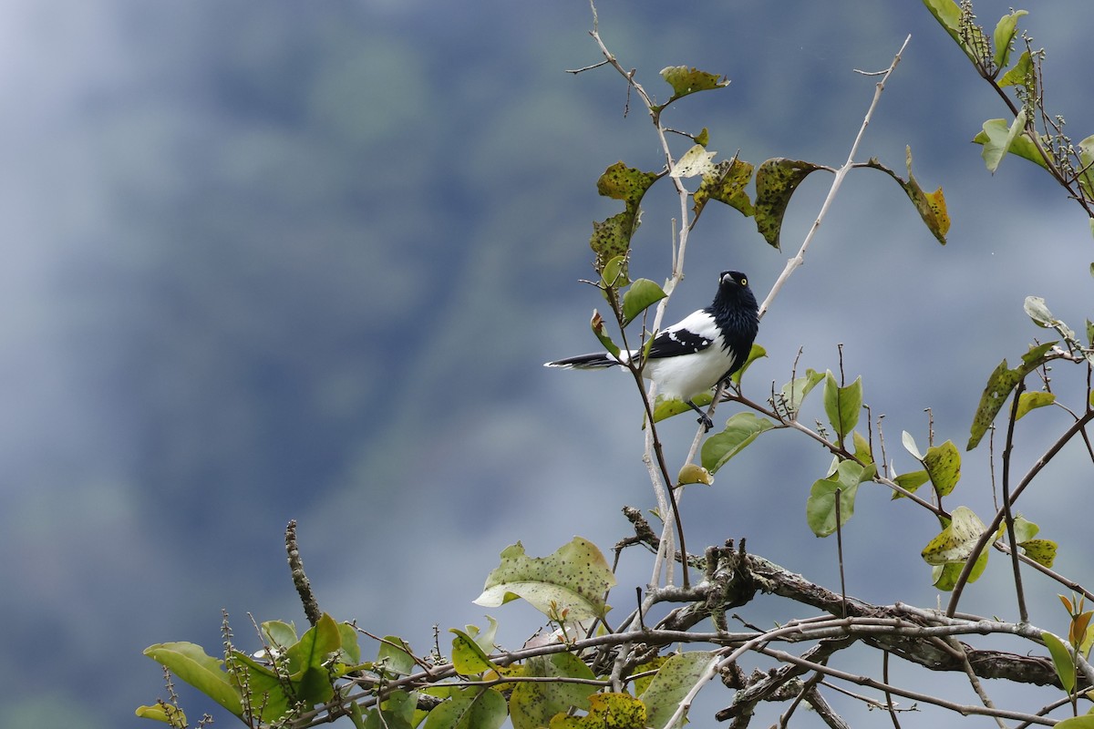 Magpie Tanager - ML643414881