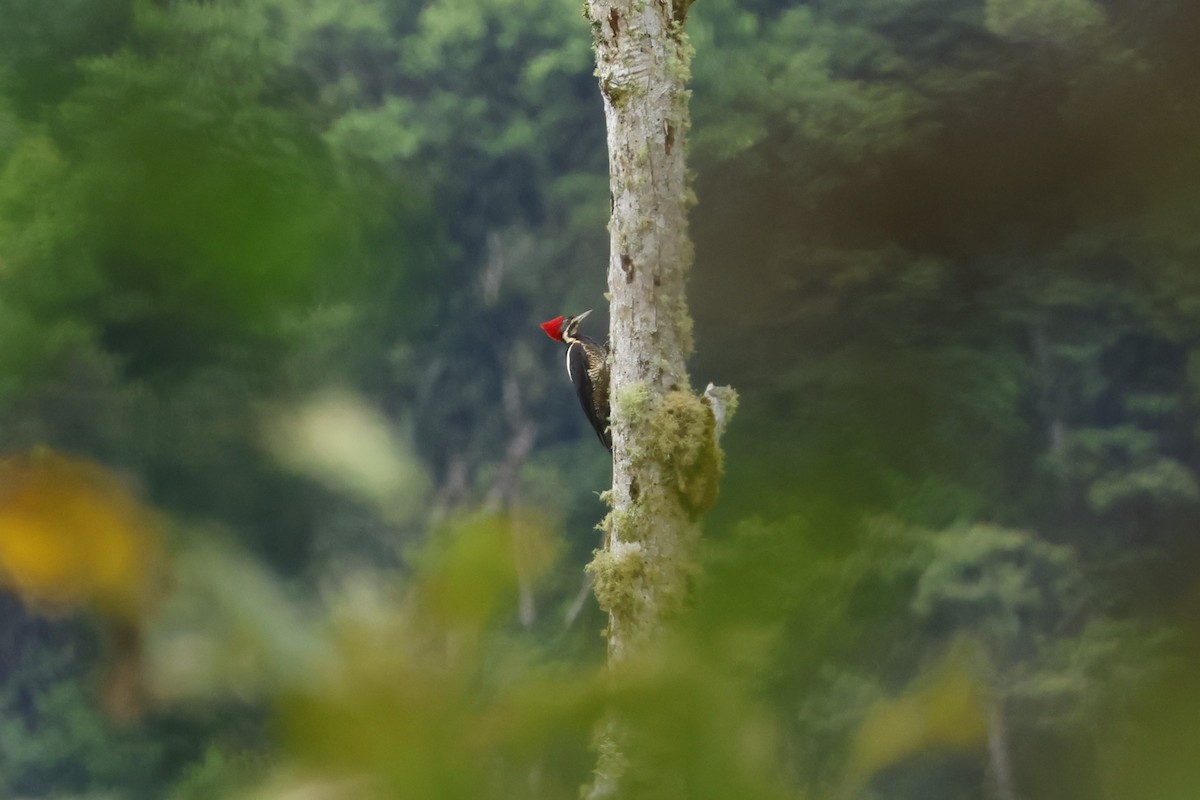 Lineated Woodpecker - ML643414884