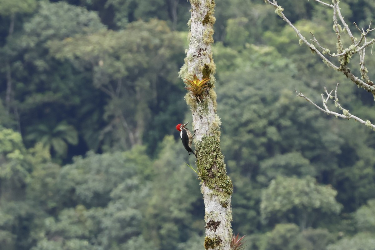 Lineated Woodpecker - ML643414885