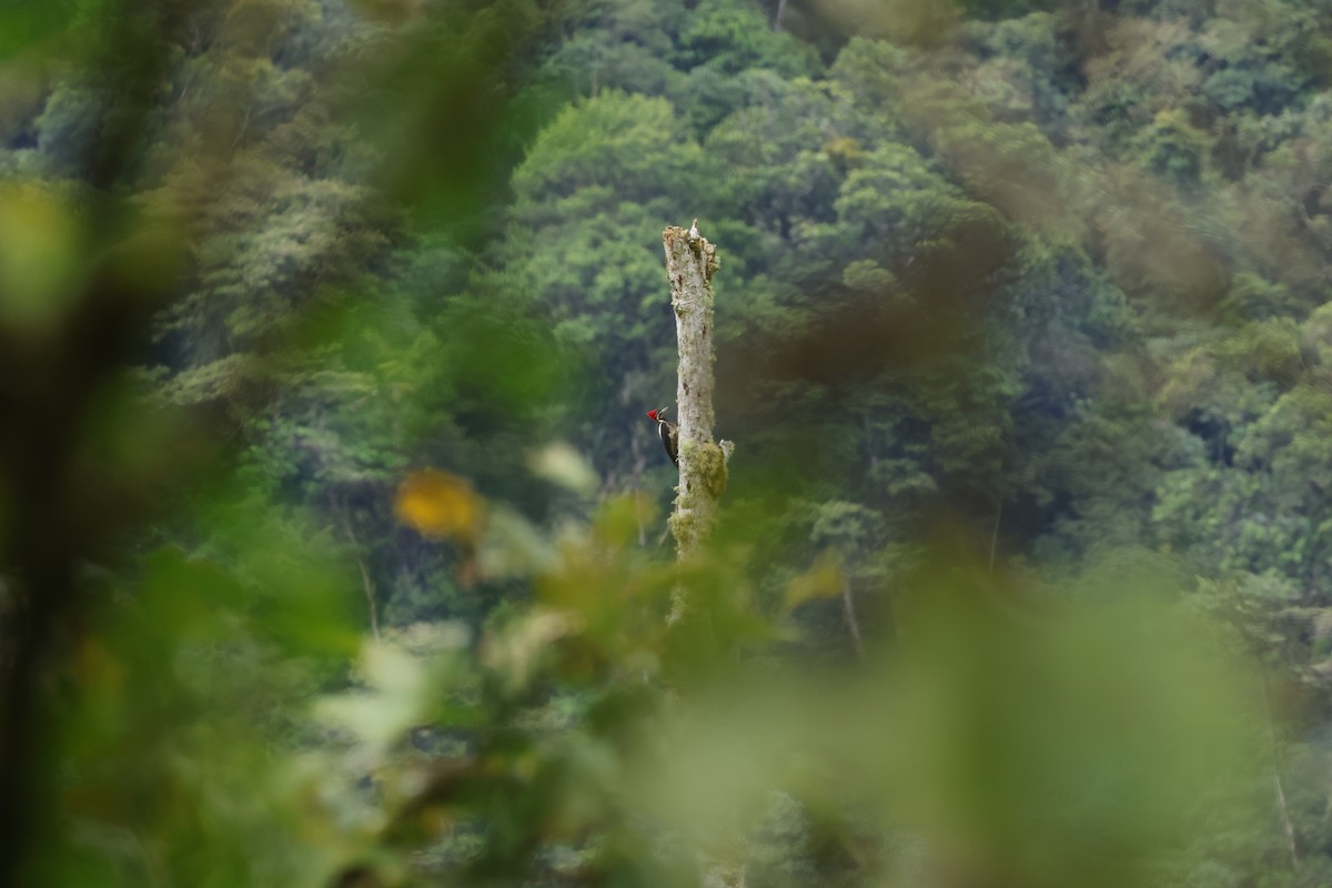 Lineated Woodpecker - ML643414886