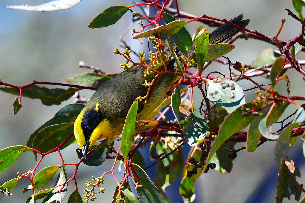 Yellow-tufted Honeyeater - ML643414891