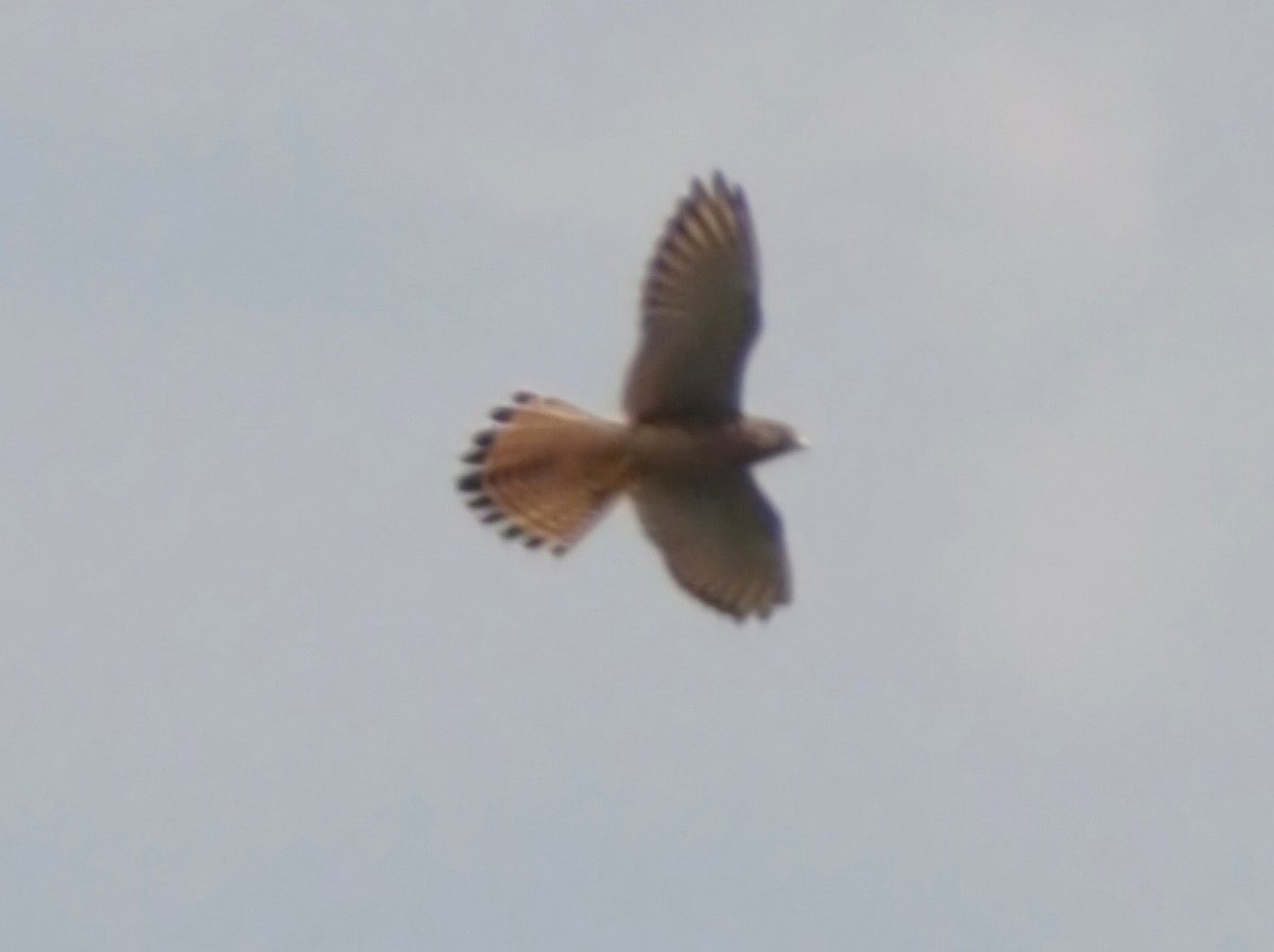 Eurasian Kestrel - ML643414897