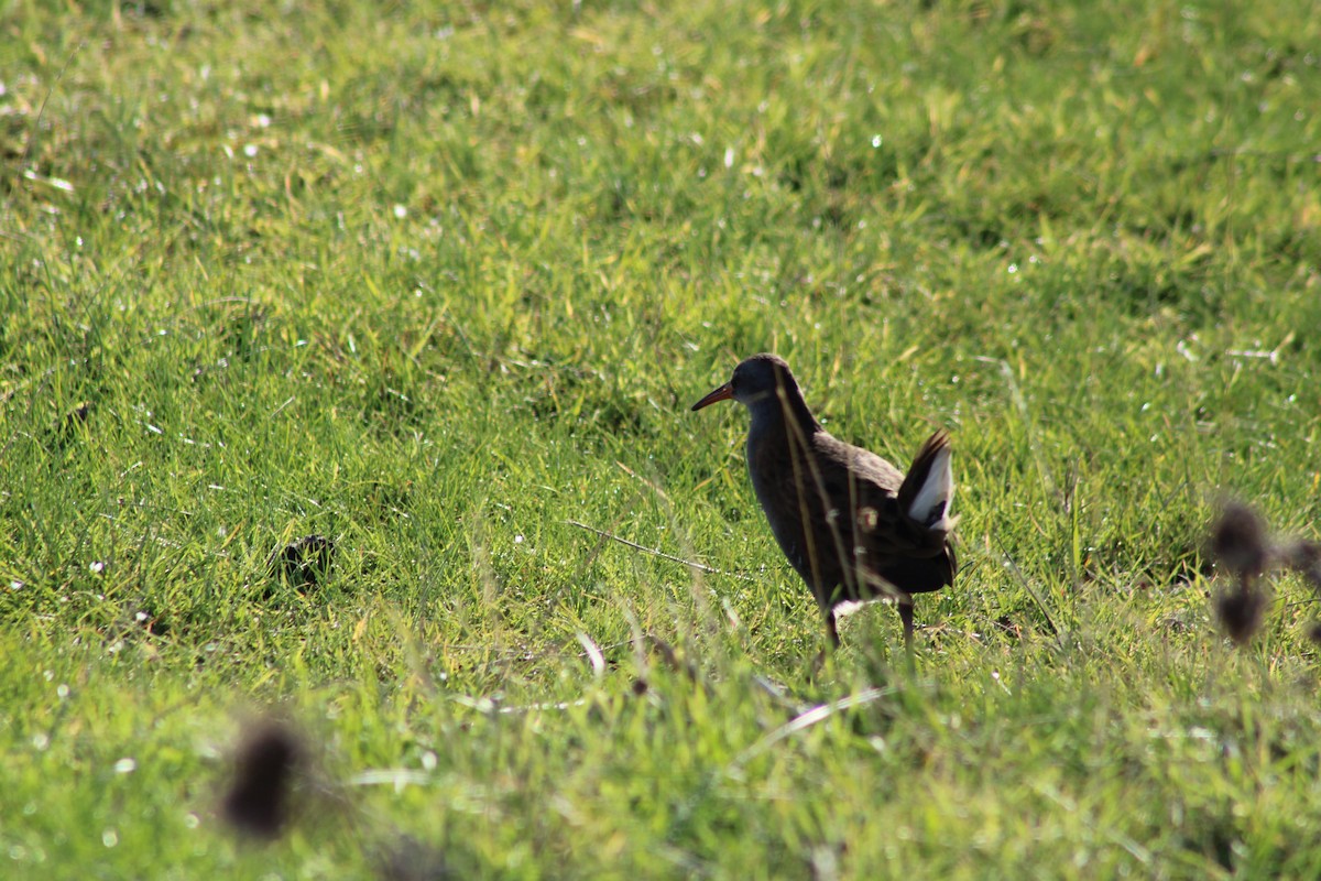 西方秧雞 - ML643414898