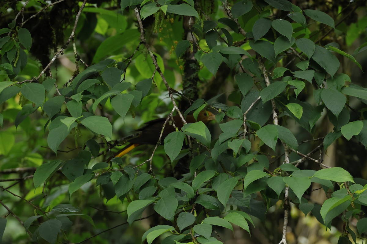 Russet-backed Oropendola (Russet-backed) - ML643414903