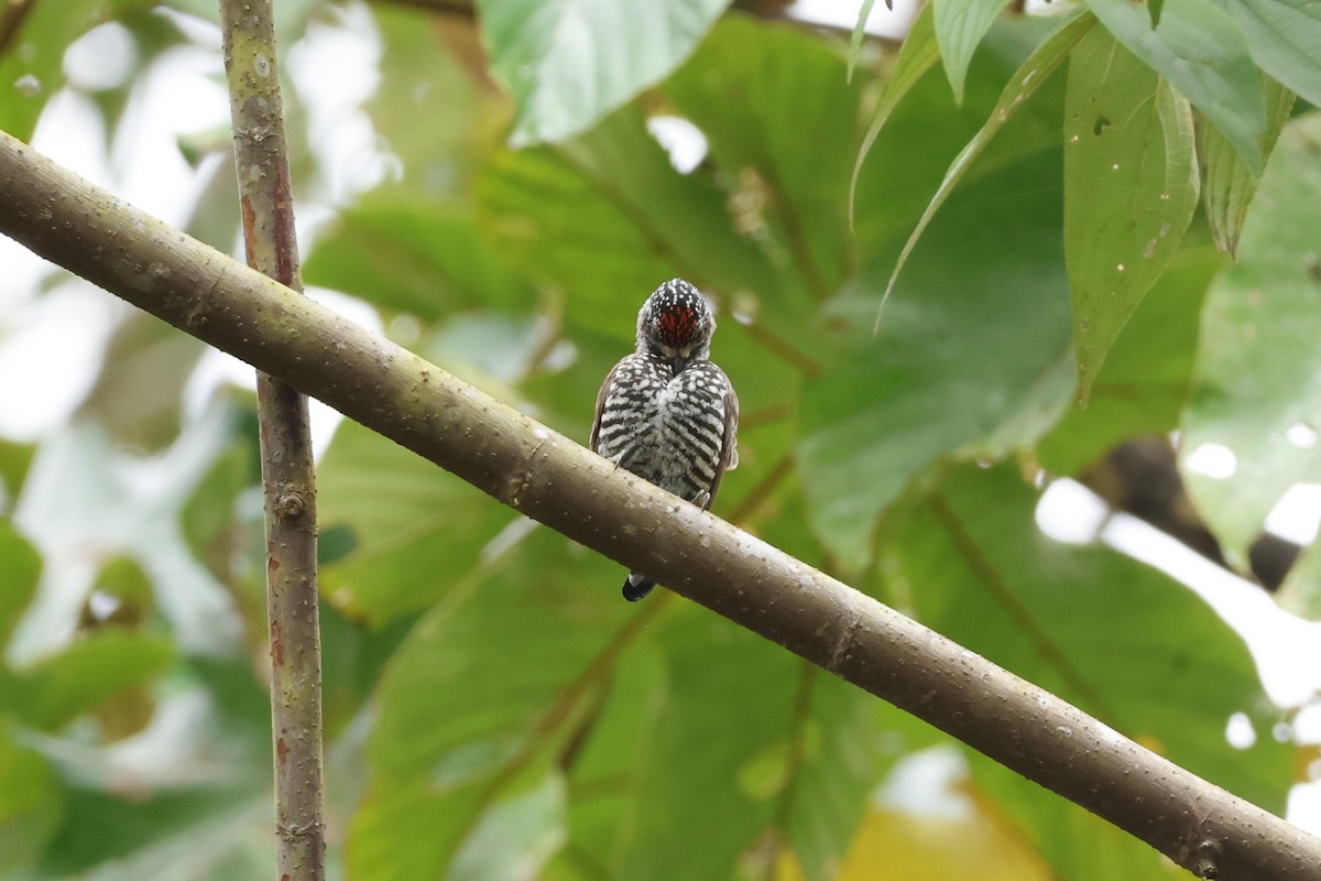 Speckle-chested Piculet - ML643414907