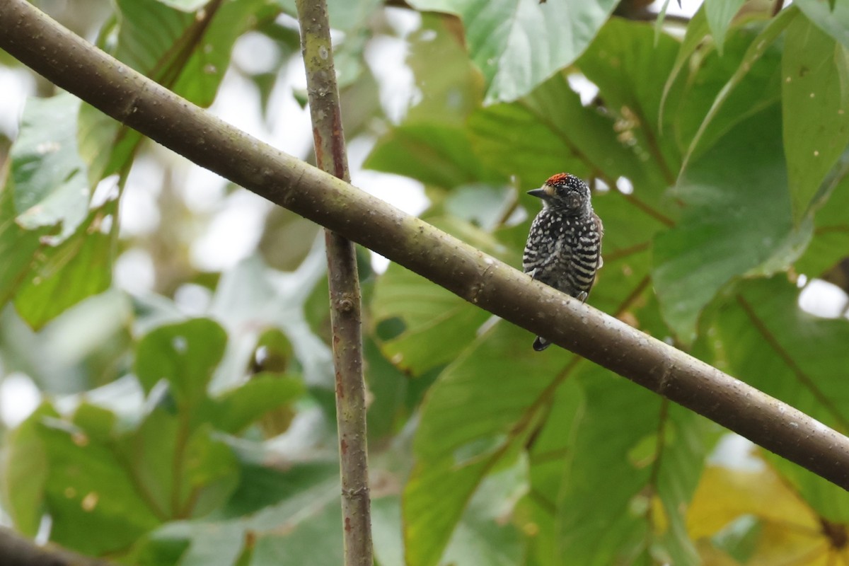 Speckle-chested Piculet - ML643414908