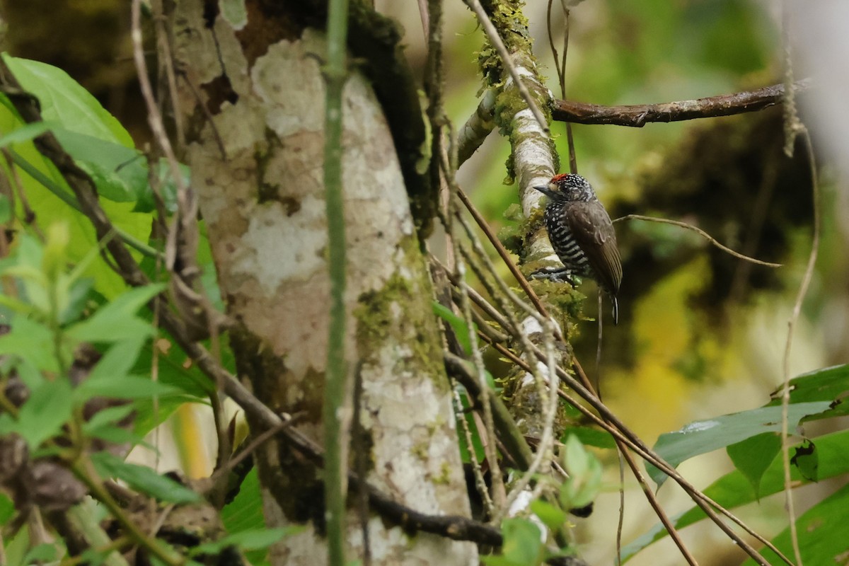 Speckle-chested Piculet - ML643414909