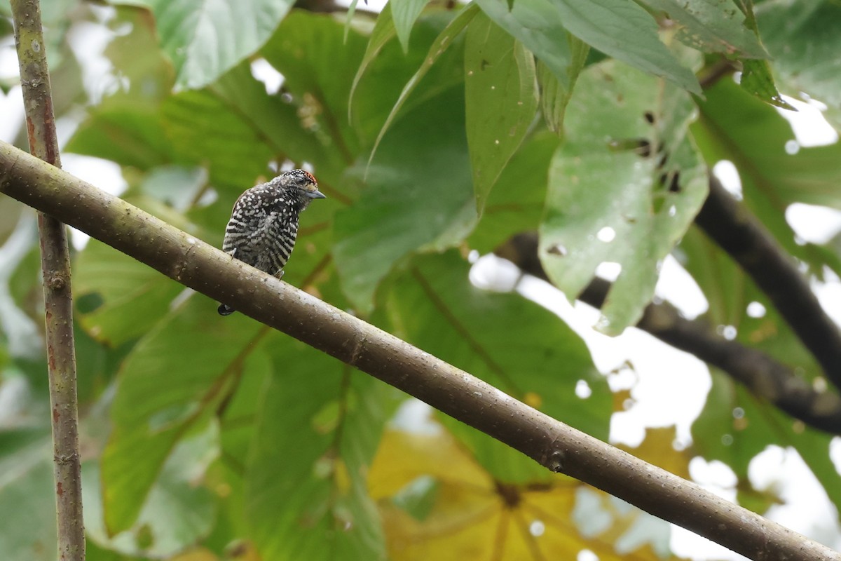 Speckle-chested Piculet - ML643414910
