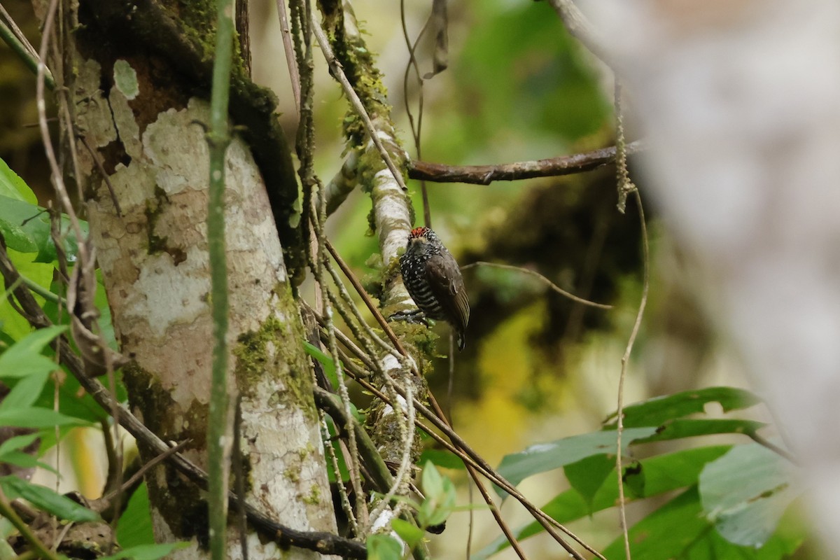 Speckle-chested Piculet - ML643414911