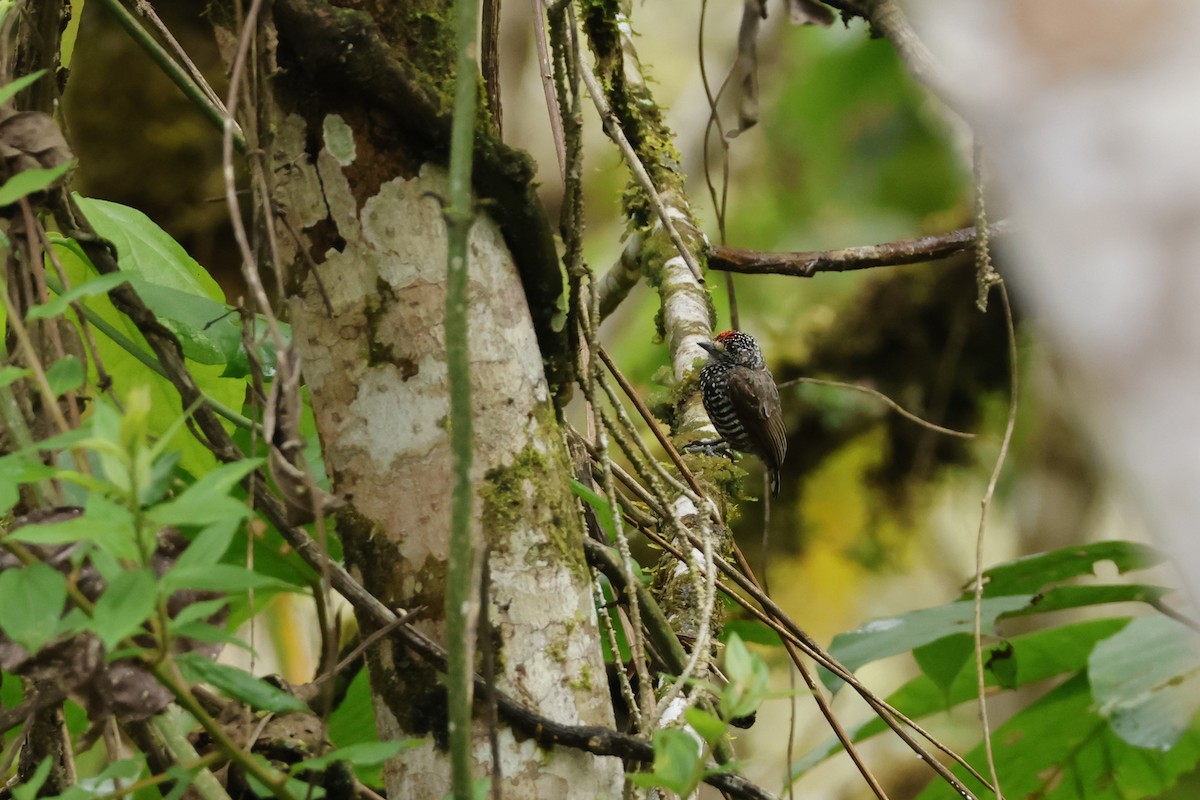 Speckle-chested Piculet - ML643414912