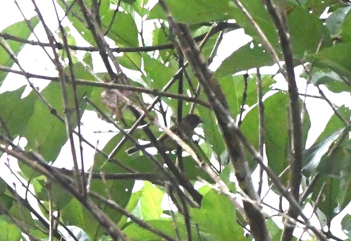 Orange-eyed Flatbill - ML643414918