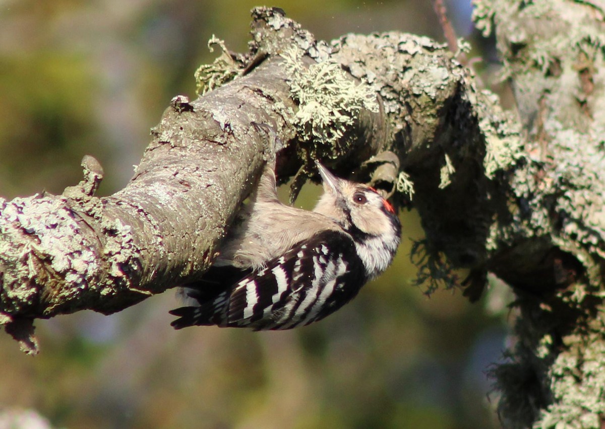 Lesser Spotted Woodpecker - ML643414923