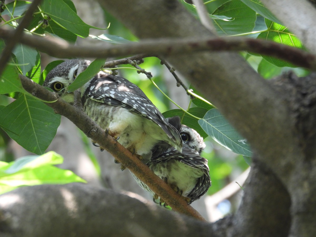 Spotted Owlet - ML643414962