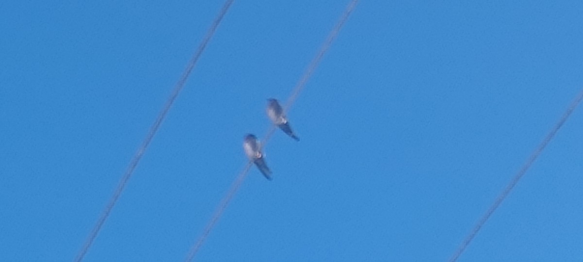 Hill Swallow - ML643414970