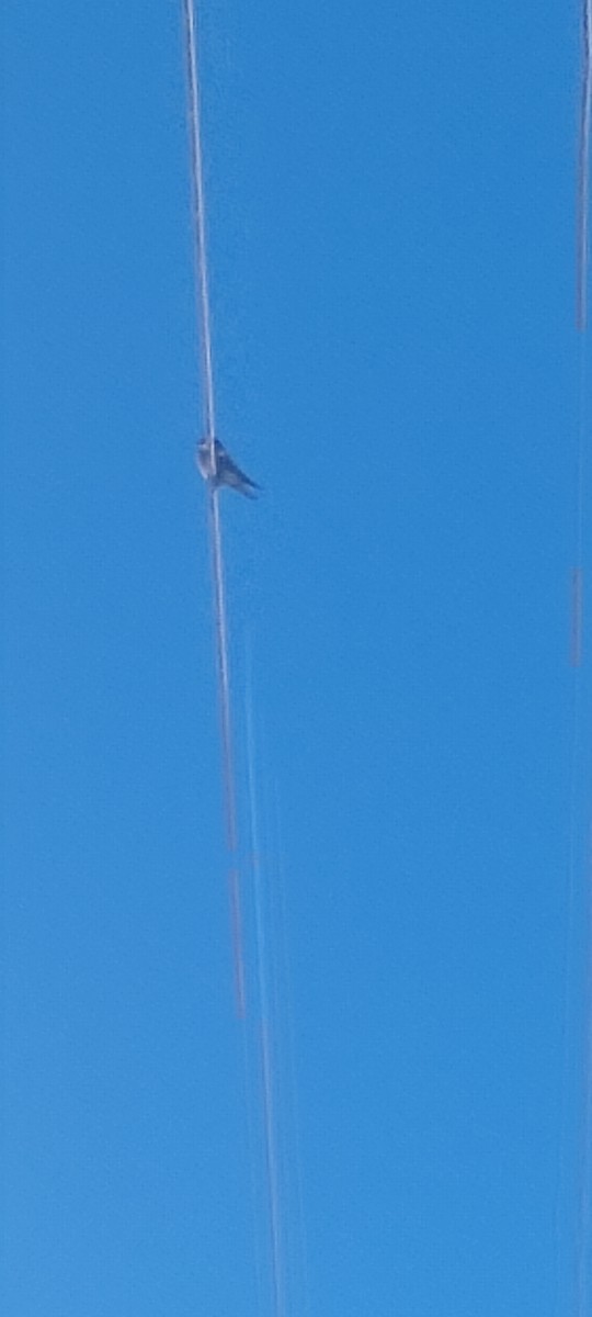 Hill Swallow - ML643414971