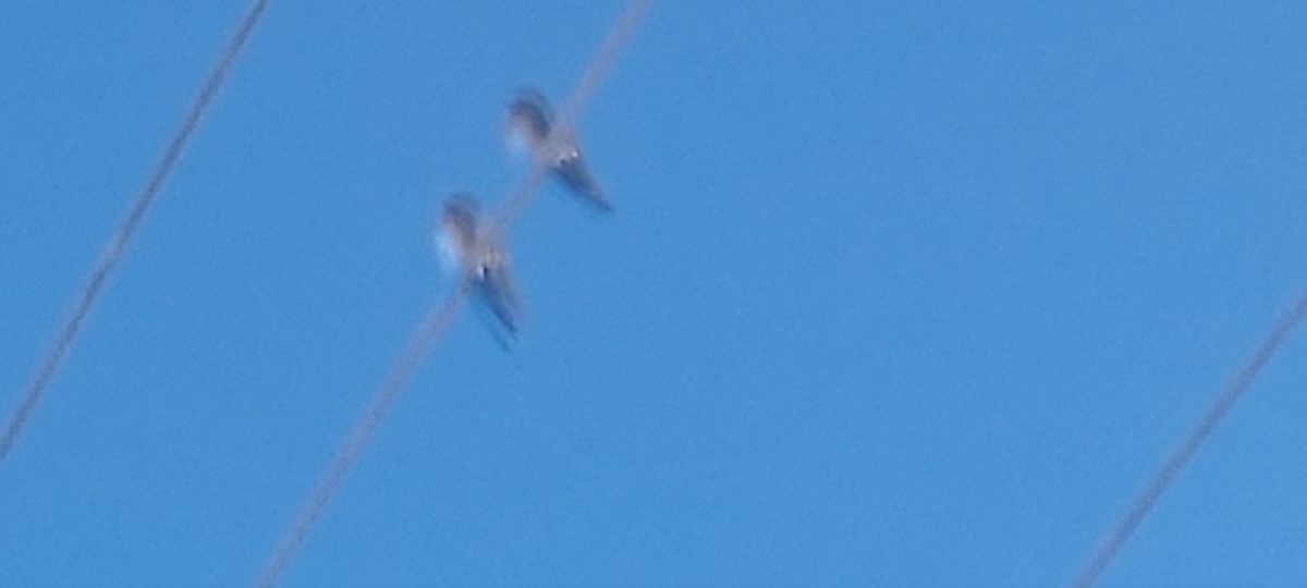 Hill Swallow - ML643414972