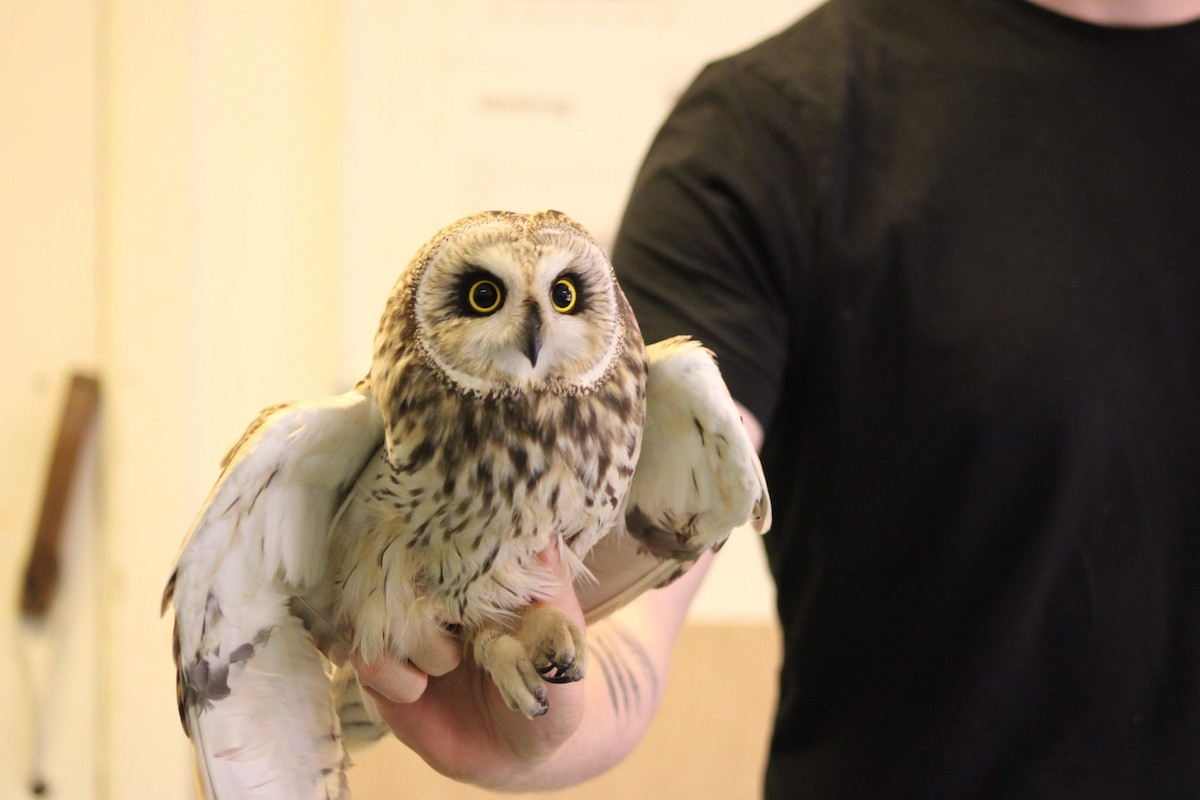 短耳鴞 - ML643414985