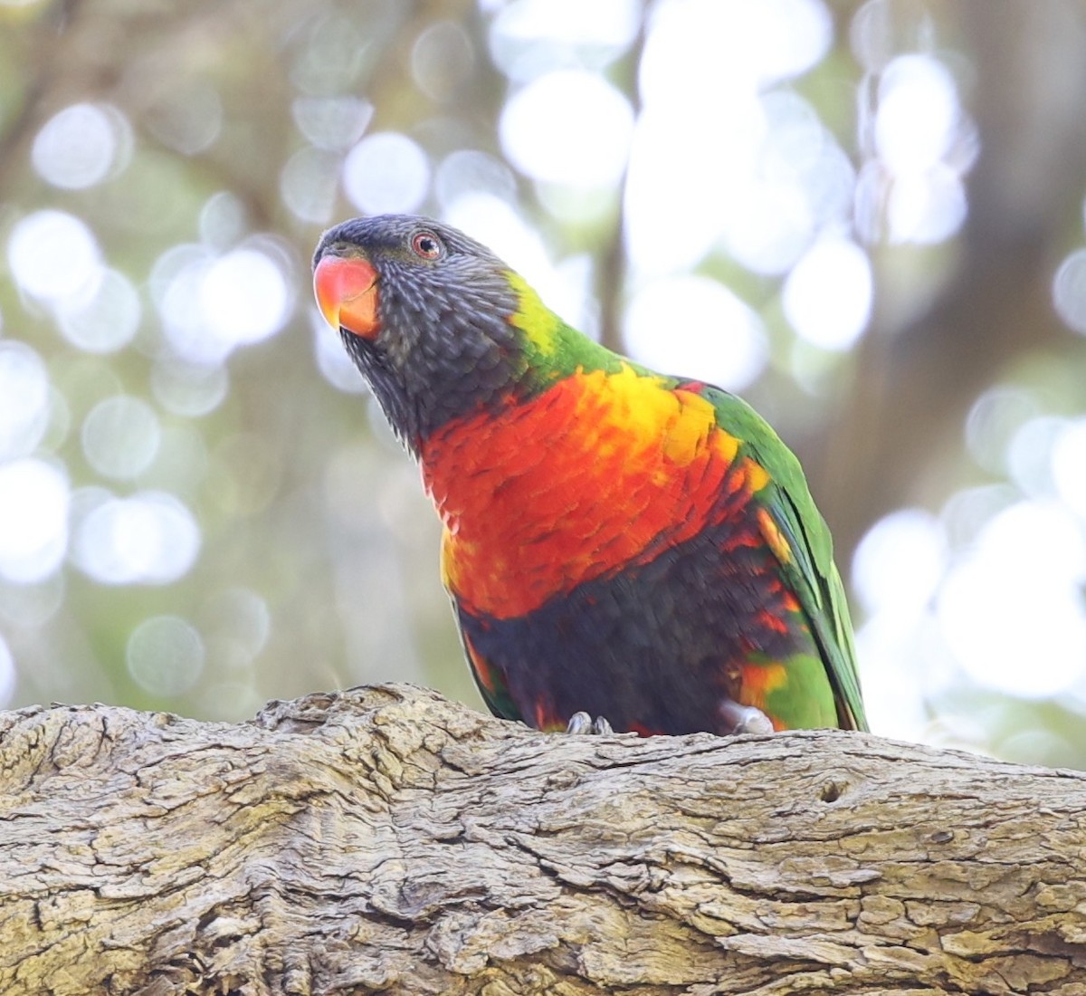 Rainbow Lorikeet - ML643414995