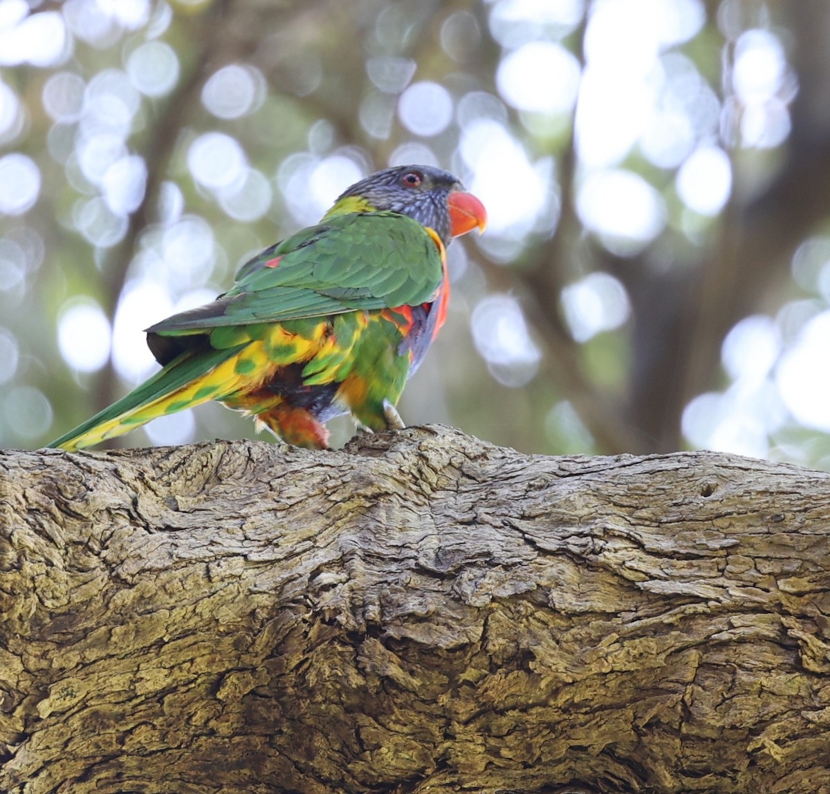 Rainbow Lorikeet - ML643414996