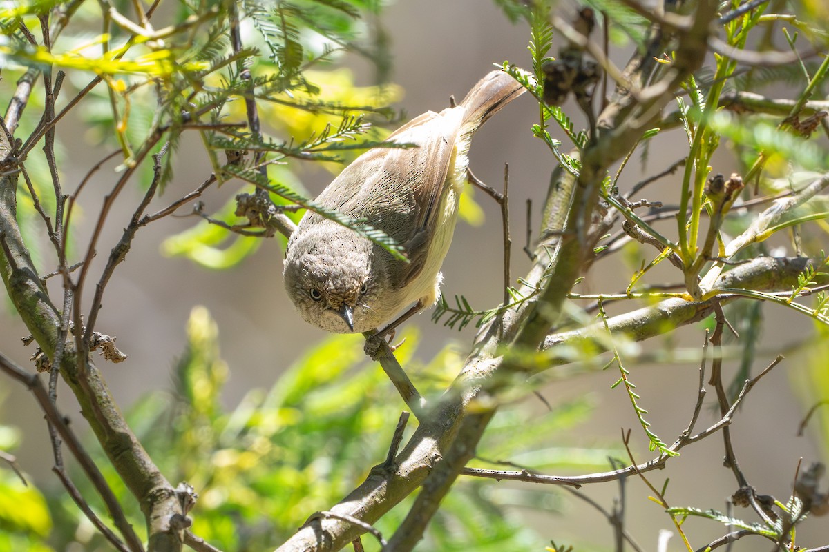 Buff-rumped Thornbill - ML643415000
