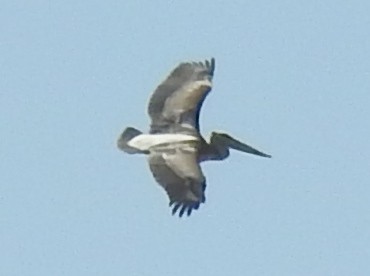 Pink-backed Pelican - ML643415009