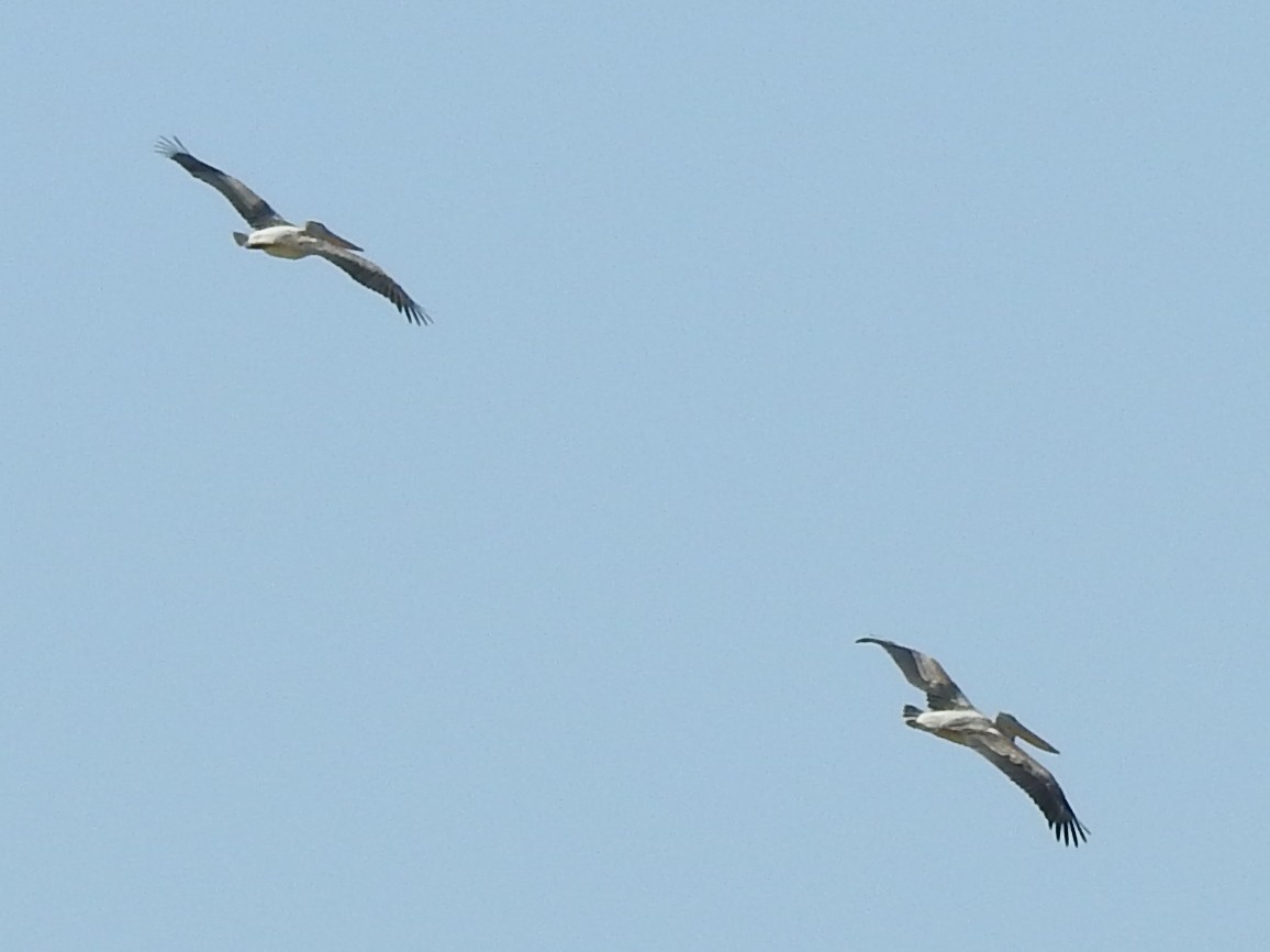 Pink-backed Pelican - ML643415010