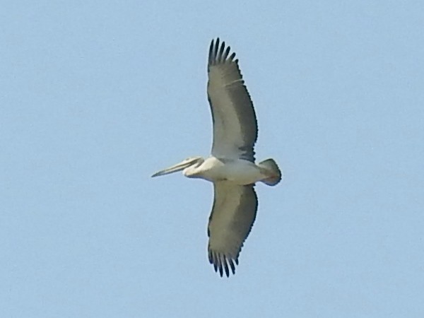 Pink-backed Pelican - ML643415011