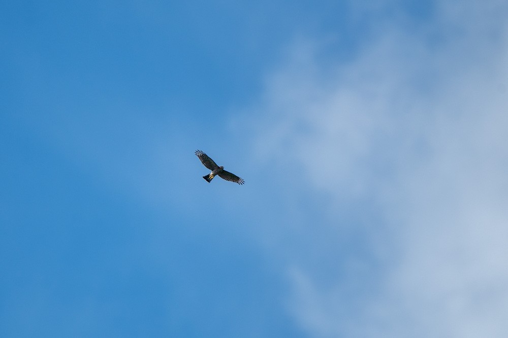 Sharp-shinned Hawk - ML643415051