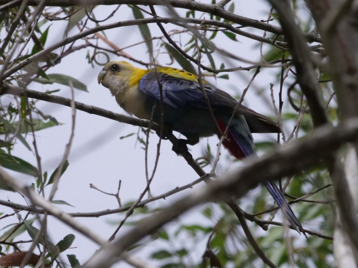 Pale-headed Rosella - ML643415087