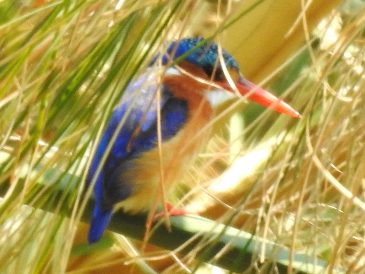 Malachite Kingfisher - ML643415088