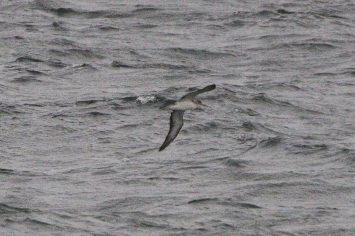 Cory's/Scopoli's Shearwater - ML643415089
