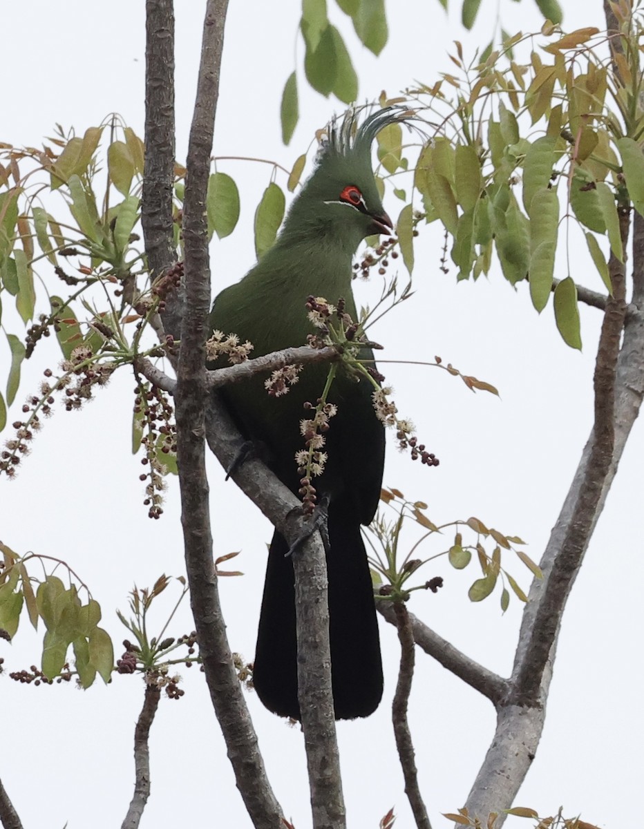 シャローエボシドリ - ML643415110