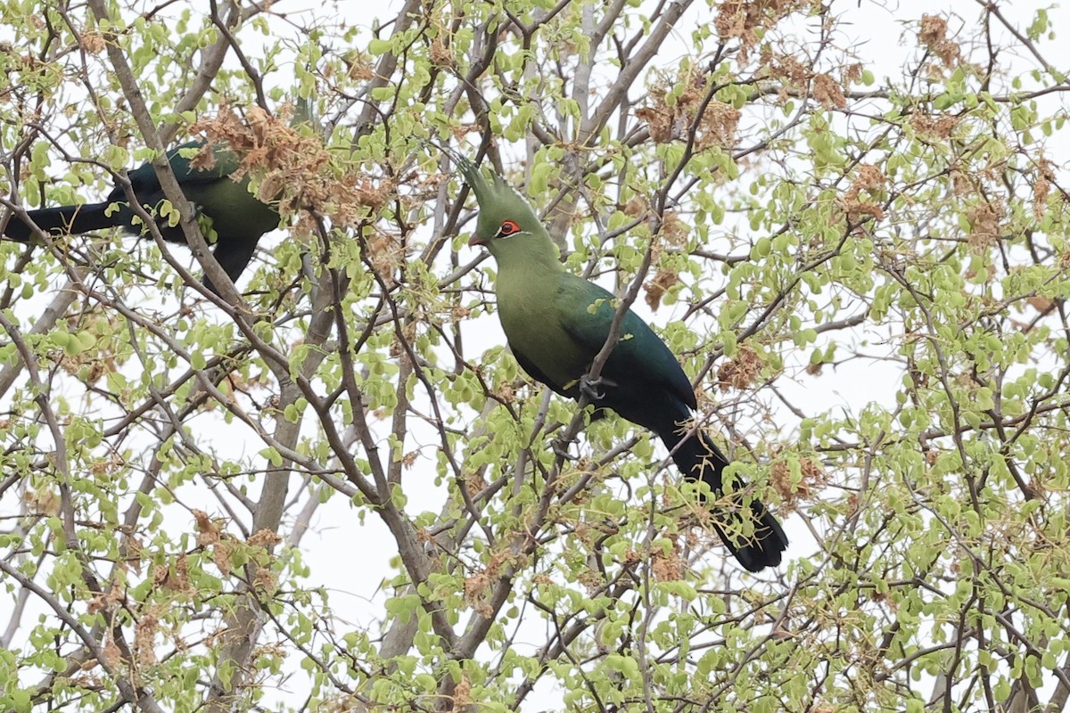 シャローエボシドリ - ML643415111