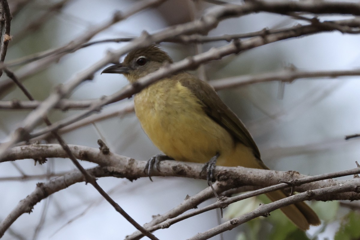 Yellow-bellied Greenbul - ML643415129