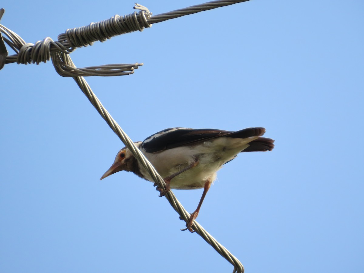Indian Pied Starling - ML643415131