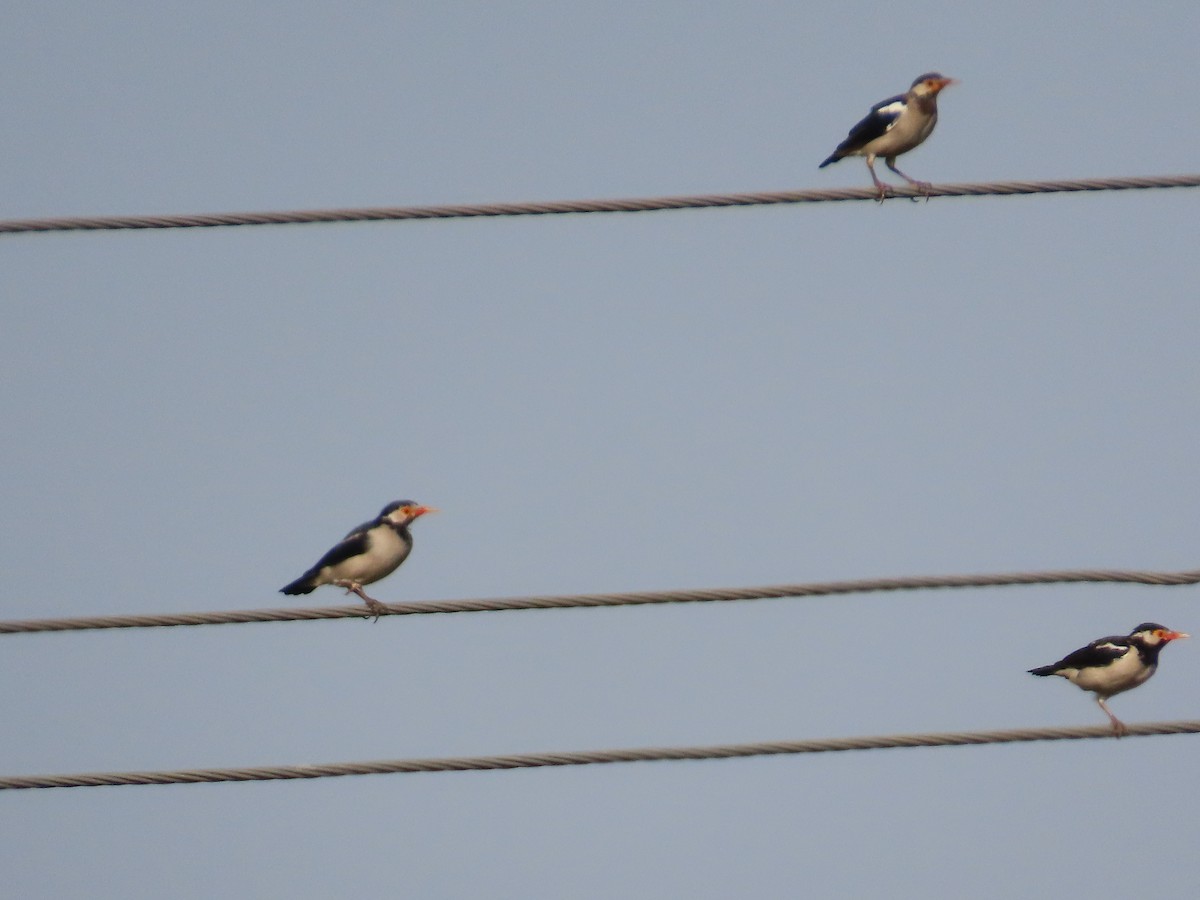 Indian Pied Starling - ML643415137