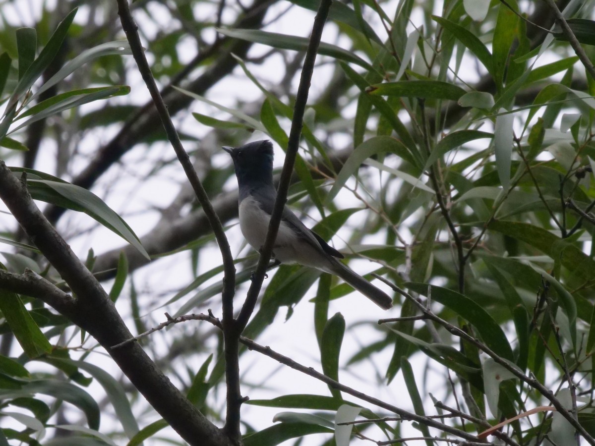 Leaden Flycatcher - ML643415163