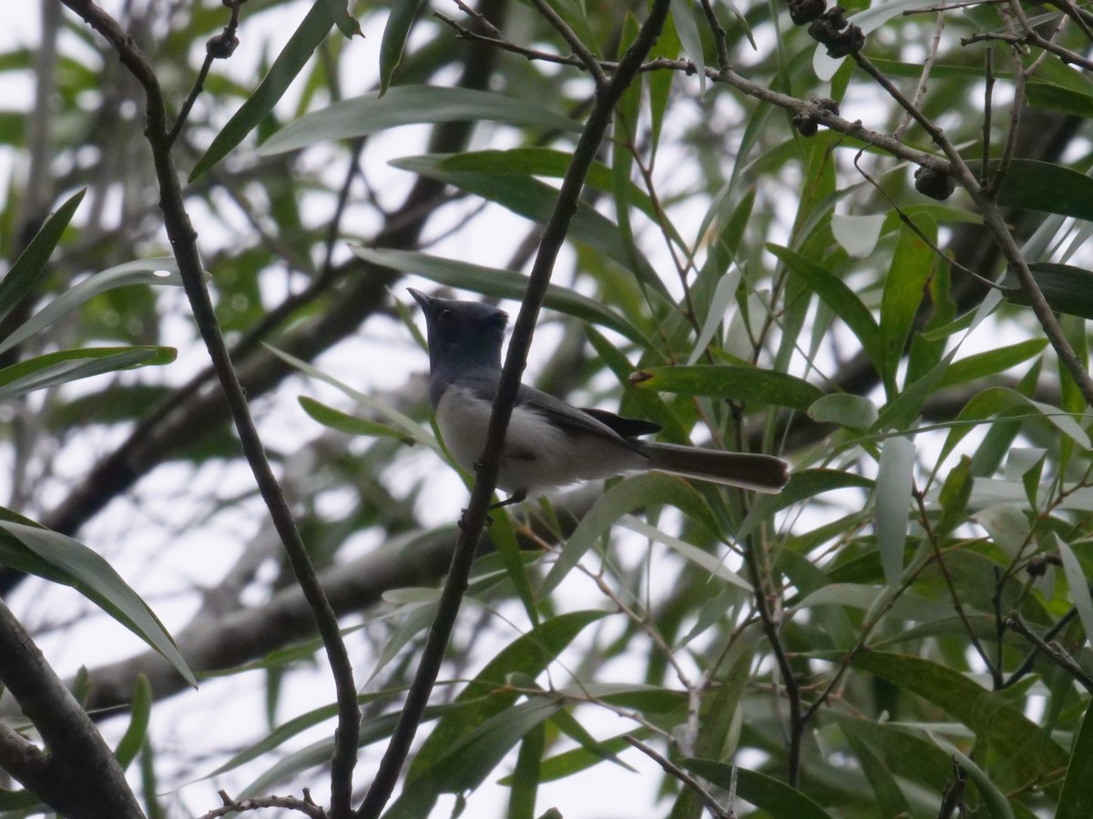 Leaden Flycatcher - ML643415164