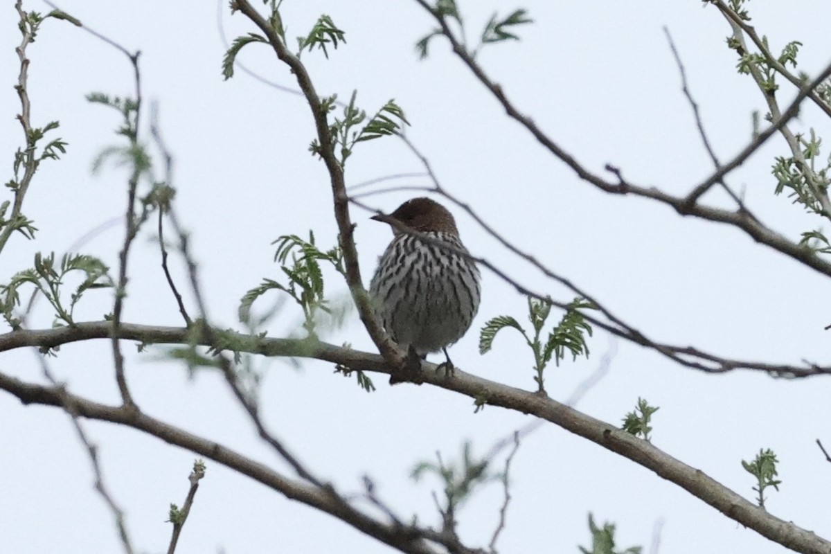 Violet-backed Starling - ML643415165
