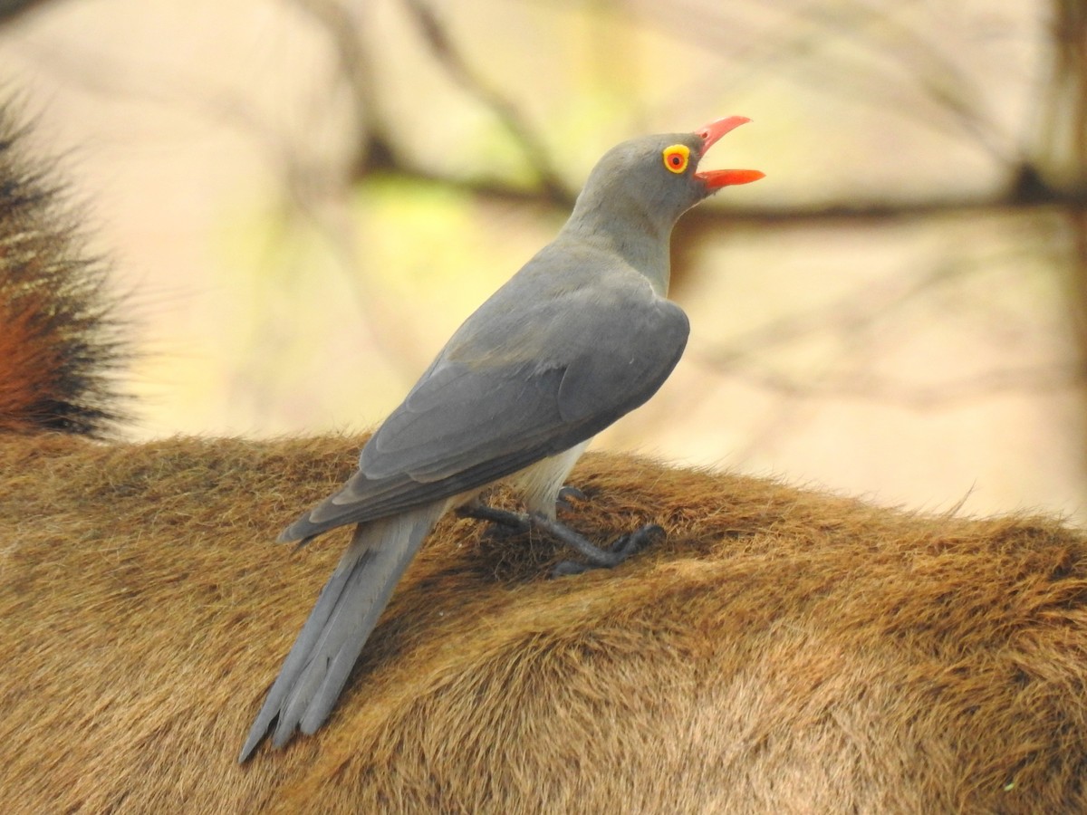 アカハシウシツツキ - ML643415178