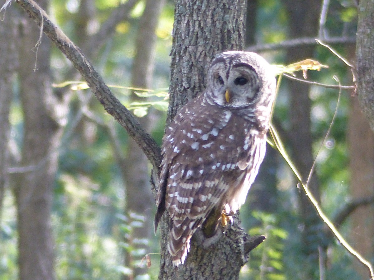 Barred Owl - ML643415184