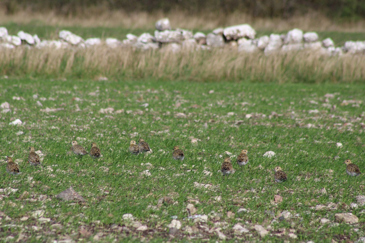 European Golden-Plover - ML643415187